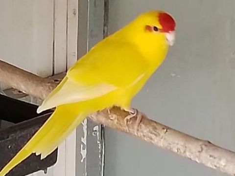 Kakarikis 40 73190 Challes-les-eaux