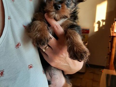 adorables Yorkshires Toy mâles 1150 81430 Mouzieys-teulet