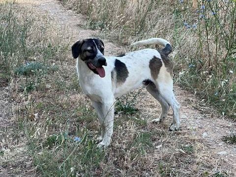 AXSEL joli crois&eacute; 17 mois - 280 59300 Aulnoy-lez-valenciennes