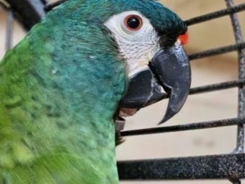 Cage et perroquet 550 44330 Vallet