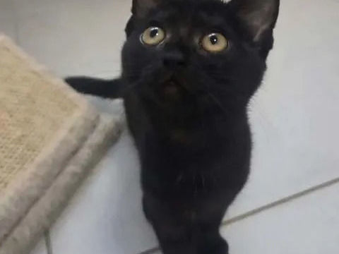 Ares chaton noir 2 mois adorable cherche famille 140 11000 Carcassonne