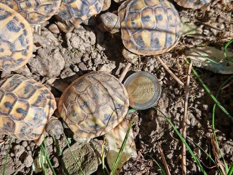 Tortue de terre juveniles 95 95500 Gonesse