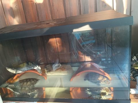 Donne tortues d'eau 0 12450 Luc-la-primaube