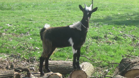 chèvres des fossés 130 85600 Montaigu