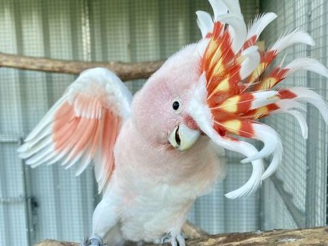 Couple cacatoes leadbeater 2024 5500 24000 Prigueux