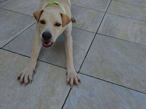 BUDY le magnifique 350 62000 Arras