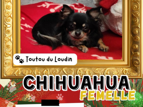 Chiot chihuahua femelle poils longs 600 18140 Prcy