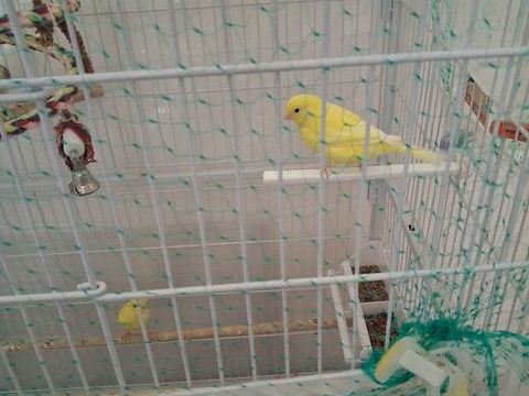 canari 25 24700 Ménesplet