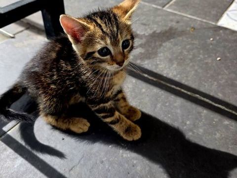 Chatons de type europ&eacute;en 0 93700 Drancy