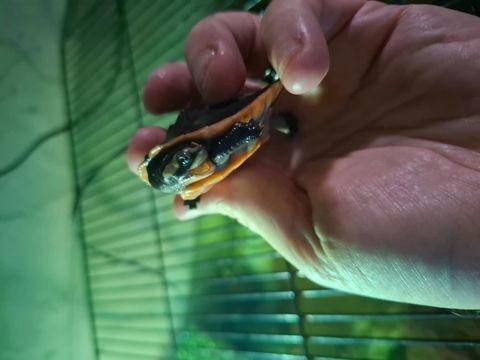 Emydura subglobosa juvénile tortue aquatique 50 62650 Parenty