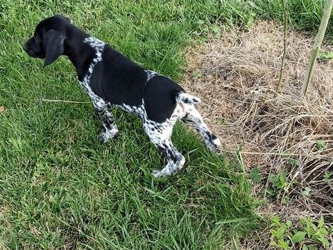 chiots Braques Allemand pédigré exceptionnel 1200 80160 Frmontiers