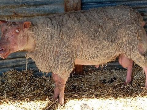 Mouton rouge de l'ouest de 6 ans 250 14410 Presles