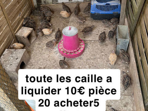 caille du japon 10 31380 Montastruc-la-conseillre