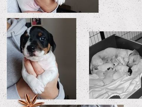 Petit mâle Jack Russell 650 45420 Dammarie-en-puisaye