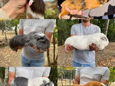 Cochon d'Inde G&eacute;ant (Cuy) 50 82400 Golfech