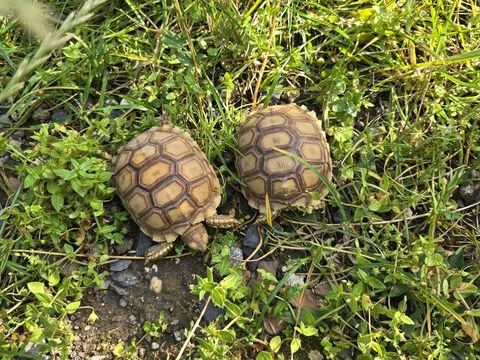 Tortue sulcata 150 62160 Bully-les-mines