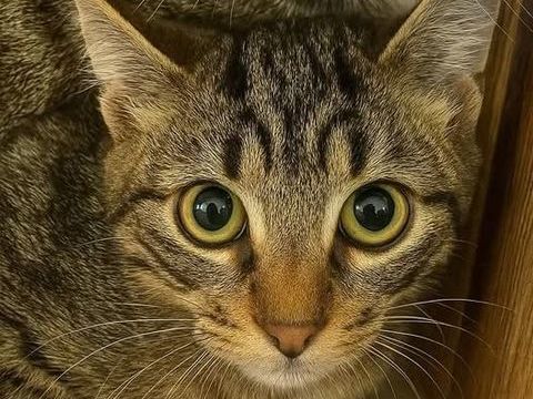 Chat COMETE à l adoption 110 07500 Guilherand-granges