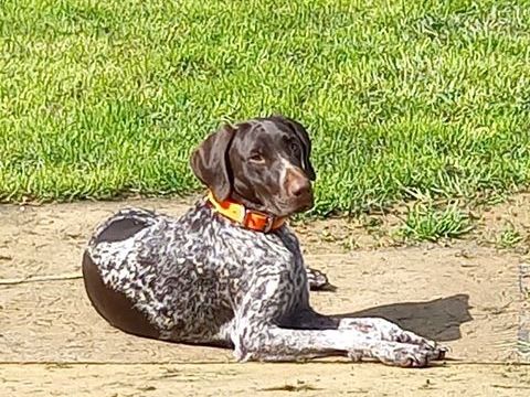 CHIENNE DRATHARR 650 89340 Villeneuve-la-guyard