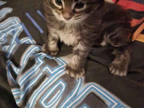 MAGNIFIQUE CHATON MAINE COON LOOF POLYDACTYLE 1650 30700 Uzs