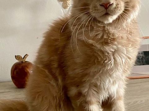 Chaton Maine Coon LOOF 900 59163 Condé-sur-l'escaut