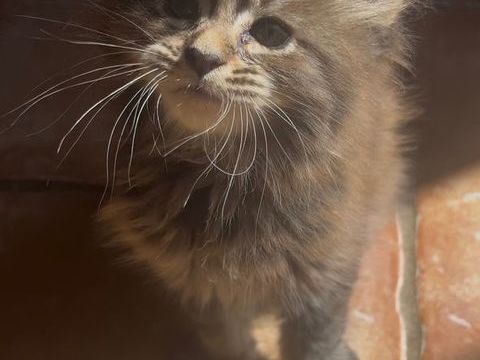 Chatons maine coon loof femelles 1200 13200 Arles