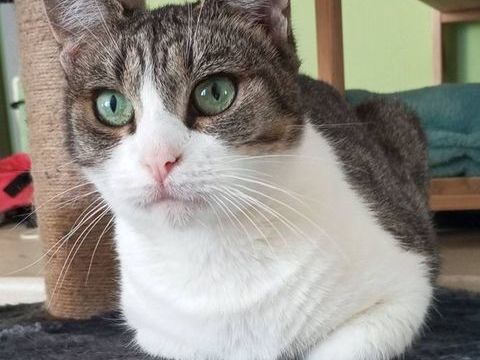 LOUANA, jolie chatte grise et blanche à adopter via l'association UMA 180 18800 Villabon