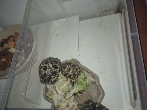 Tortue de terre 400 77430 Champagne-sur-seine