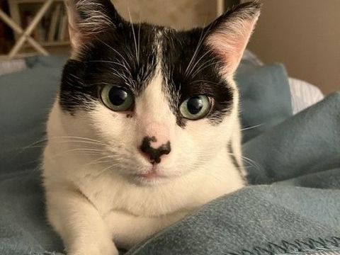 Lune Chatte Flers en Escrebieux 0 59500 Douai