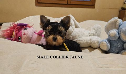 YORKSHIRE TERRIER PURE RACE LOF 1500 47120 Duras