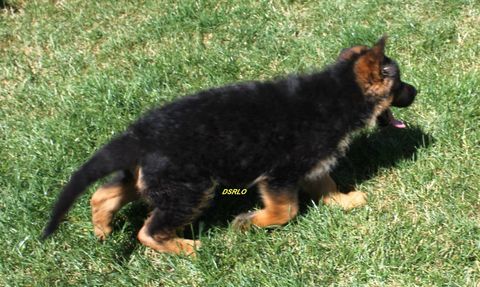 chiots berger allemand lof. 800 77320 La ferté-gaucher