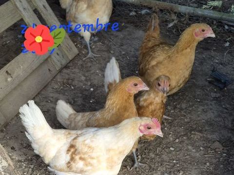 poulet 10 72440 Bouloire