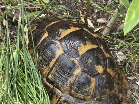 Rech tortue ibera adulte sur la région parisienne 77 200 93380 Pierrefitte-sur-seine