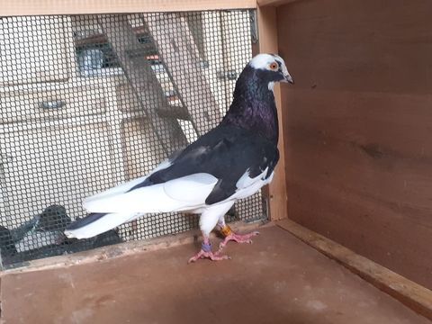 PIGEONS D'ORNEMENT 20 33130 B�gles