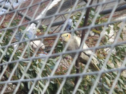 Calopsitte 50 51150 Aulnay-sur-marne