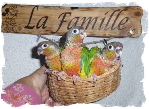 Conure molina&eacute; EAM 280 40000 Mont-de-marsan