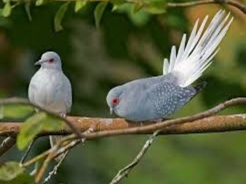 colombe  diamant 10 35580 Baulon