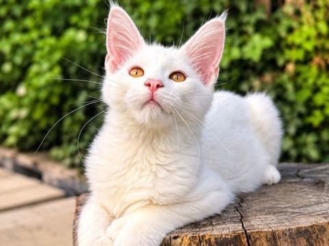 Chaton Maine Coon male blanc LOOF polydactyle 1200 13400 Aubagne