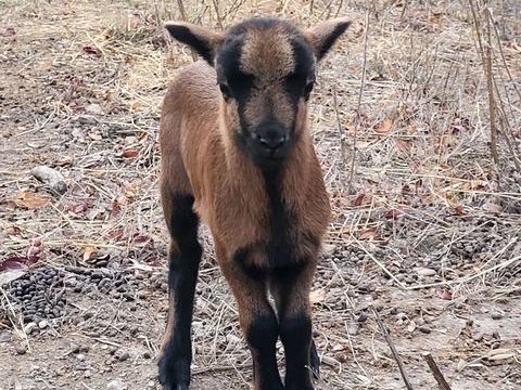 Agneau m&acirc;le du Cameroun 50 11360 Villeneuve-les-corbi�res