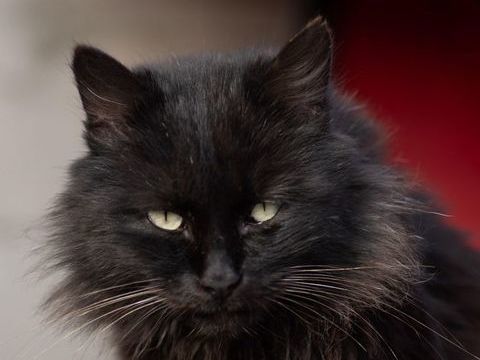 OREO 220 27620 Gasny