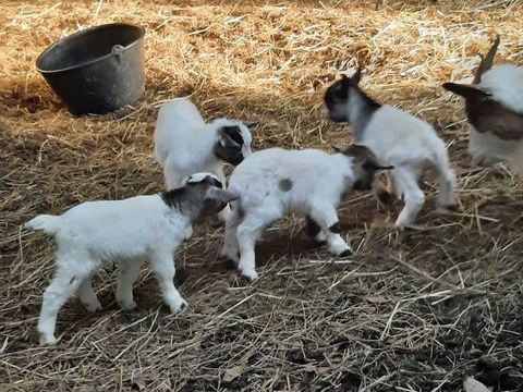 boucs nains 30 49110 Botz-en-mauges