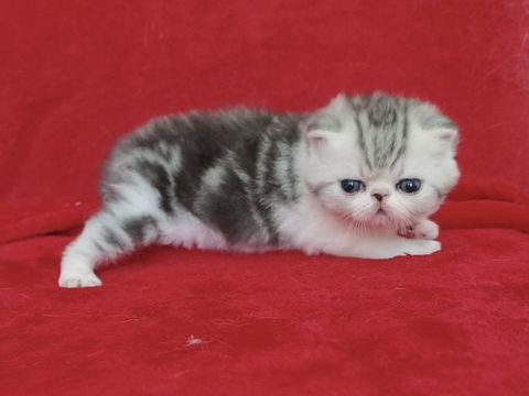 Chaton Exotic Shorthair 1200 29480 Le relecq-kerhuon