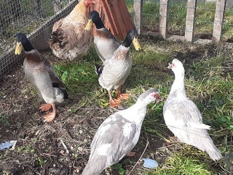 Cannes barbarie, coureurs indien et poule 25 88150 Thaon-les-vosges