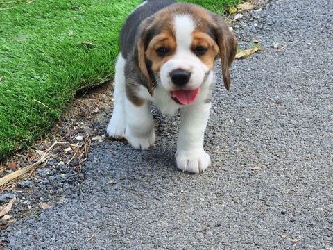 CHIOTS BEAGLES LOF 950 51370 Ormes