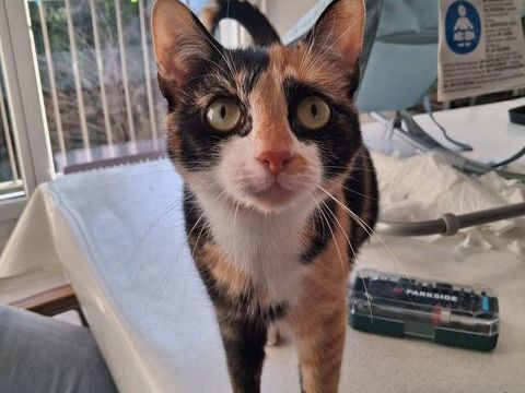 Chat BRISTOL &agrave; l adoption 200 07100 Annonay