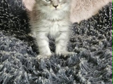 Chaton maine coon Loof m&acirc;les et femelles 1300 77640 Jouarre