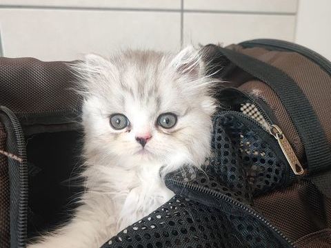Chatons persan silver LOOF 900 38590 Saint-Étienne-de-saint-geoirs