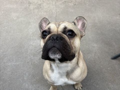 Bouledogue  0 42520 Saint-pierre-de-b�uf