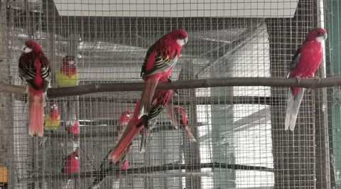 Omnicolore 70 40230 Josse