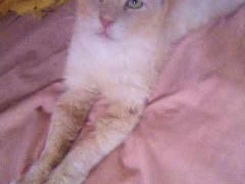 Chat m&acirc;le adulte &agrave; adopter sur Marseille 0 13004 Marseille