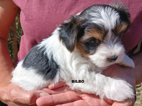 Biewer tricolores chiots 1M:4F 950 36220 Martizay